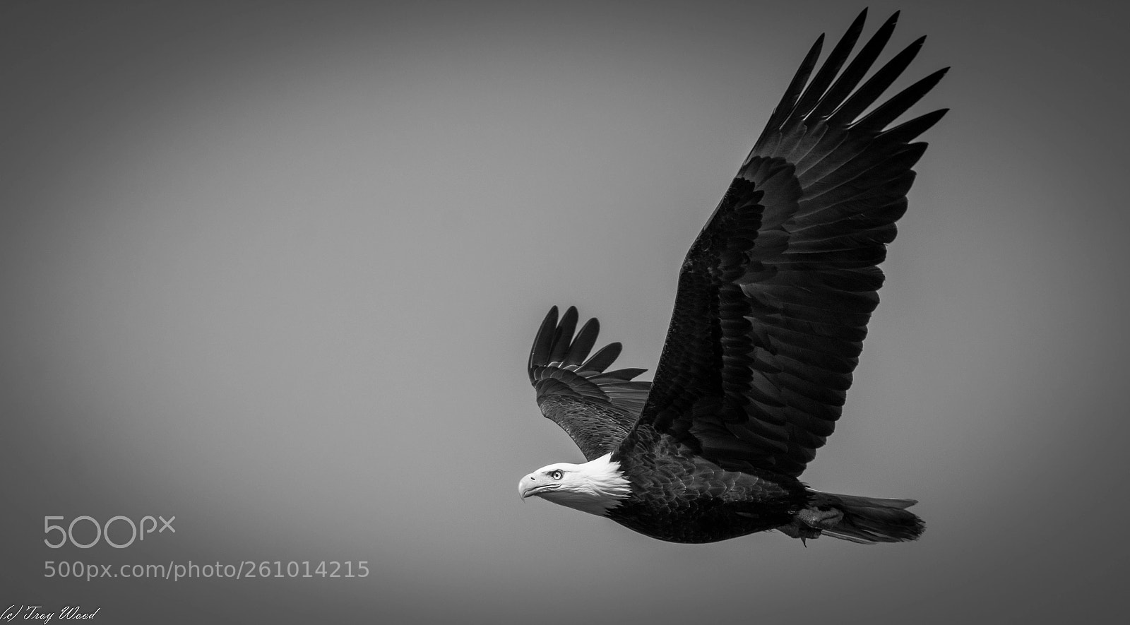 Nikon D7100 sample photo. Bald eagle in flight photography
