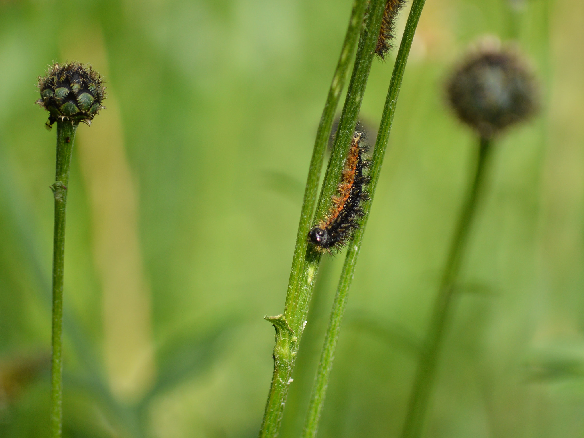 Nikon D3200 sample photo