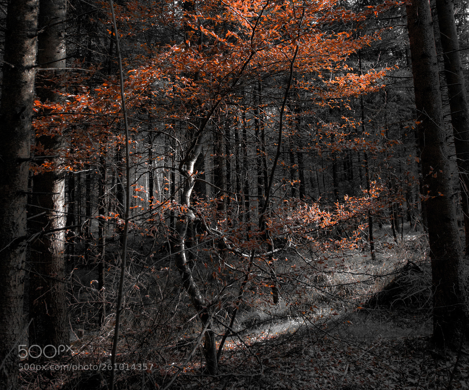 Canon EOS 70D sample photo. Stadtwald augsburg photography