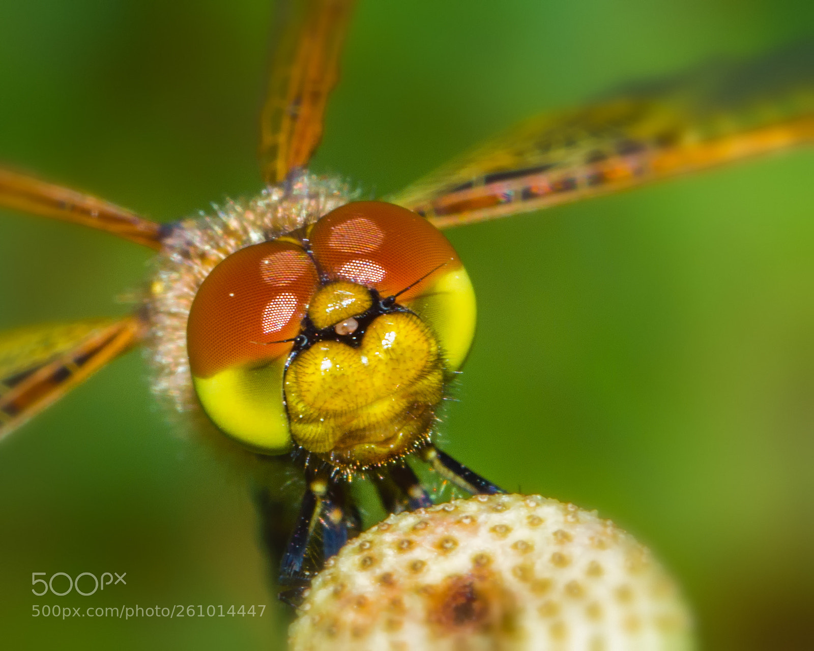 Nikon D7200 sample photo. Calico face photography