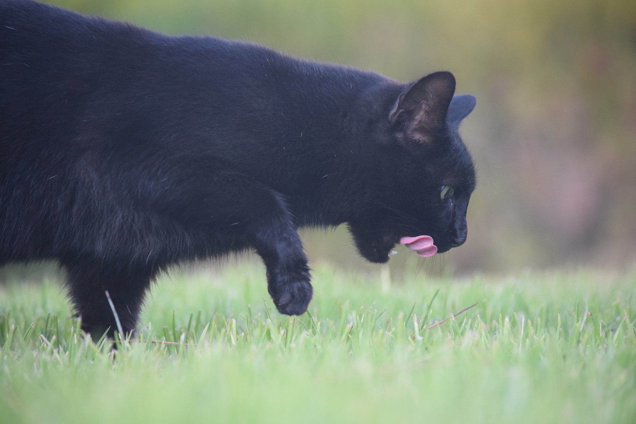 Nikon D3300 sample photo. Looking for a prey photography
