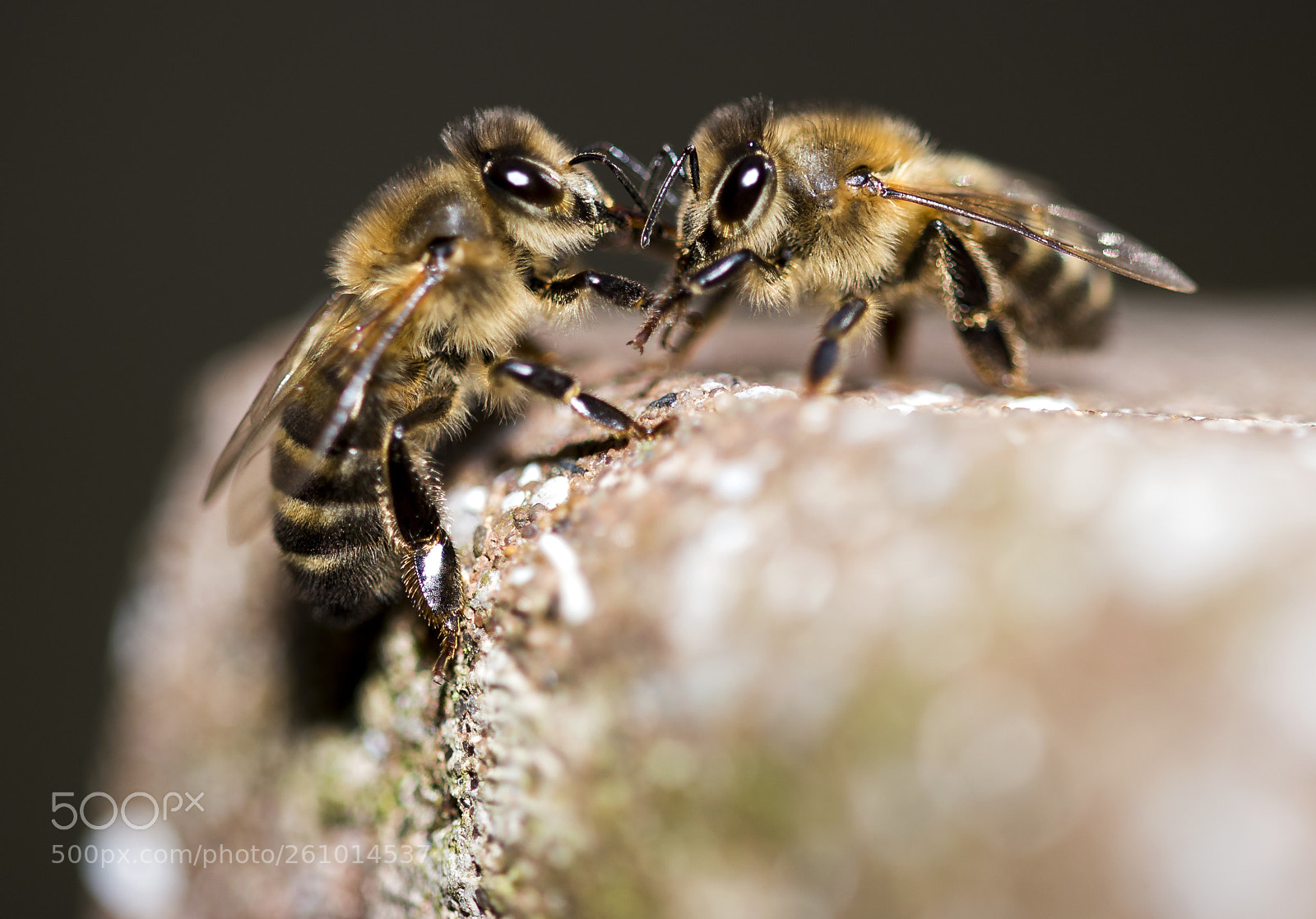 Nikon D610 sample photo. Bees feeding each other photography