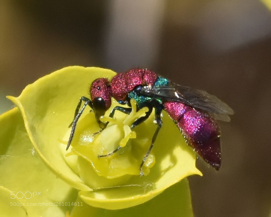 Nikon D7200 sample photo. Ruby wasp photography