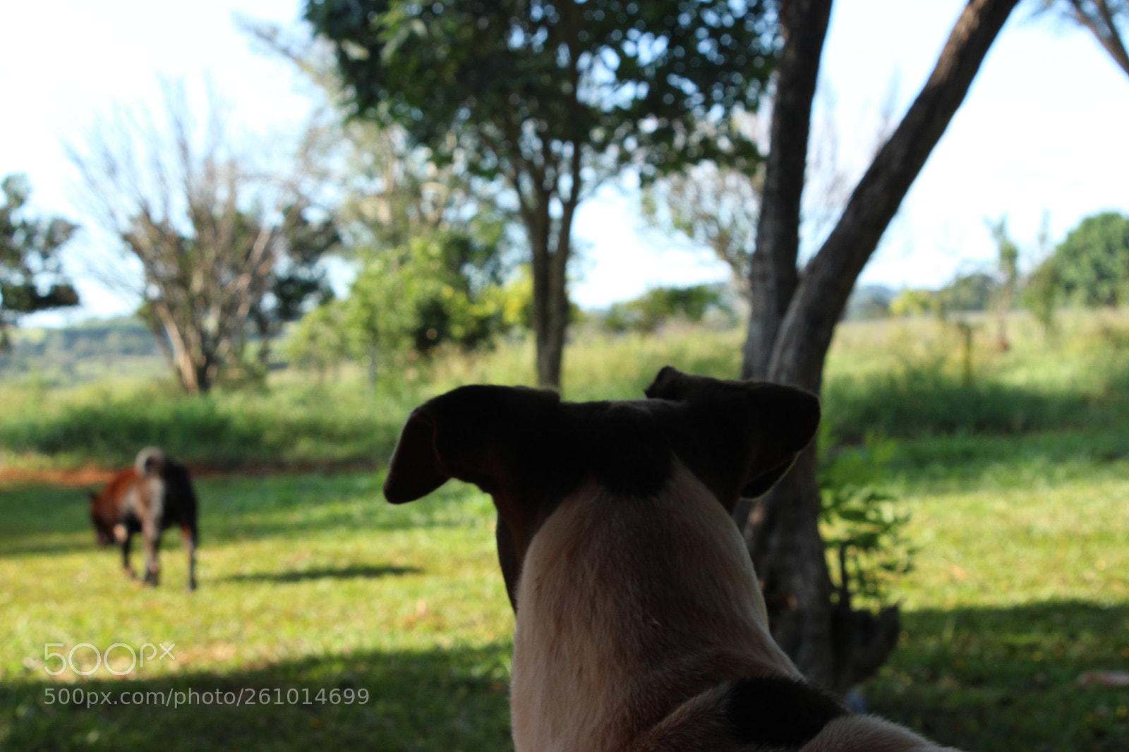 Canon EOS 1200D (EOS Rebel T5 / EOS Kiss X70 / EOS Hi) sample photo. Dogs photography