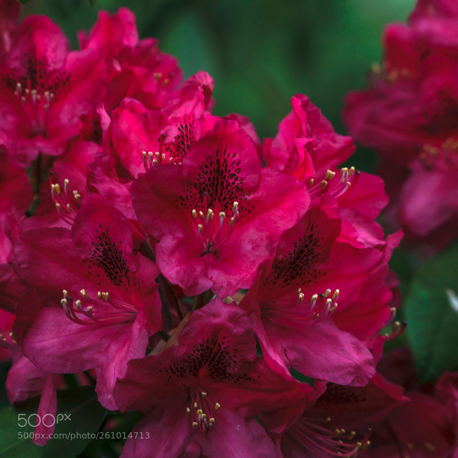 Sony a6000 sample photo. 20180604dsc09407_1.jpg photography