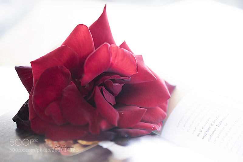 Nikon D750 sample photo. Rosa photography