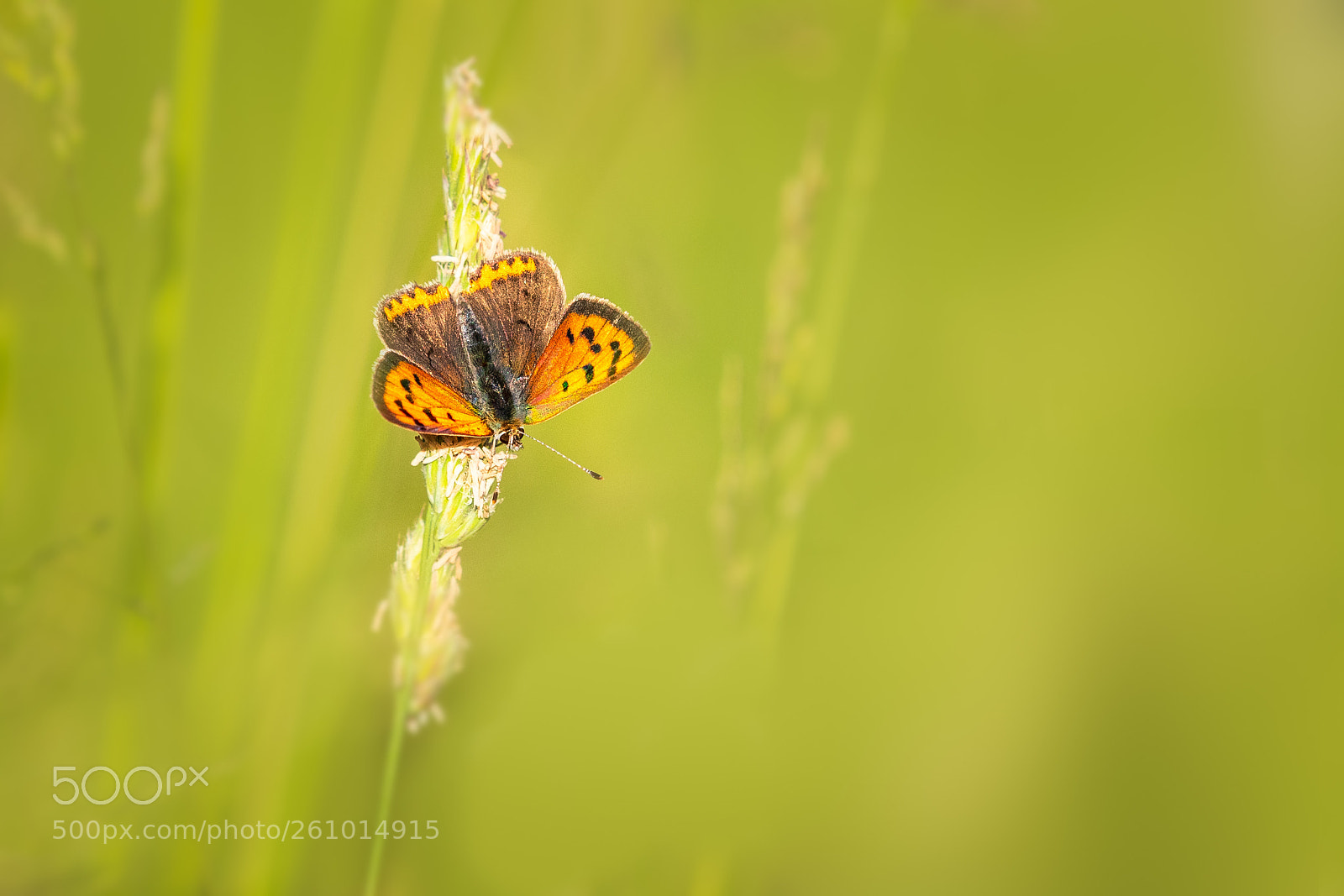 Canon EOS 7D Mark II sample photo. Small copper butterfly photography