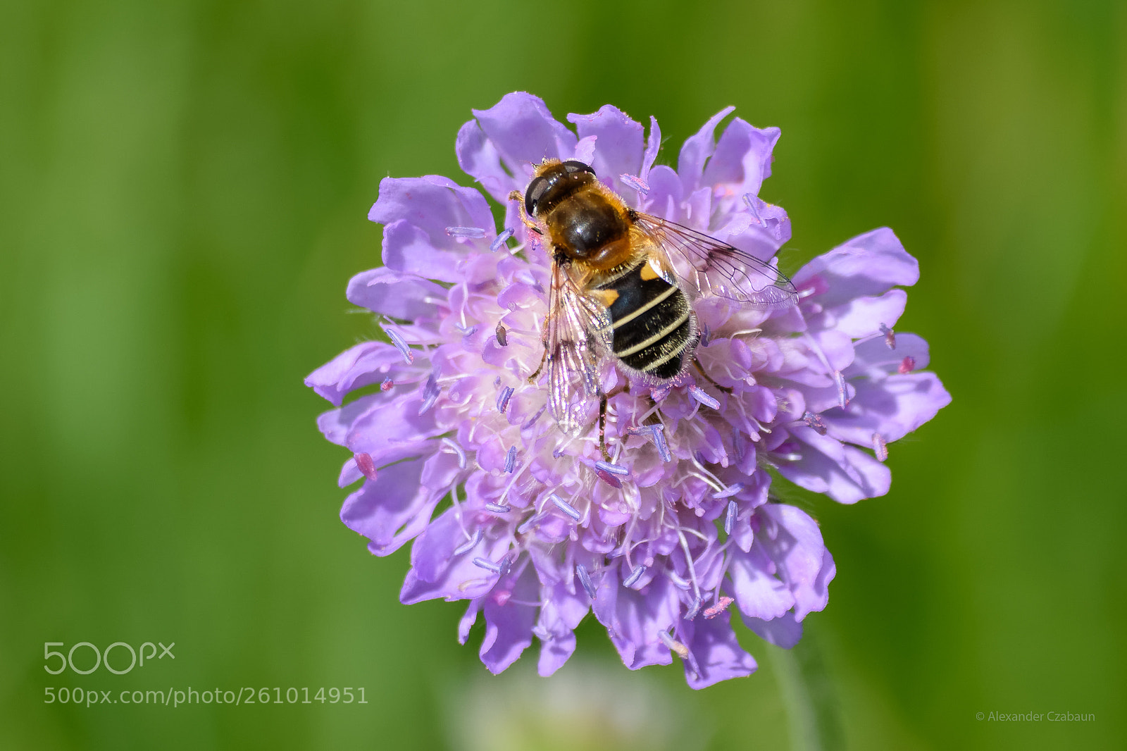 Nikon D5500 sample photo. The visit photography