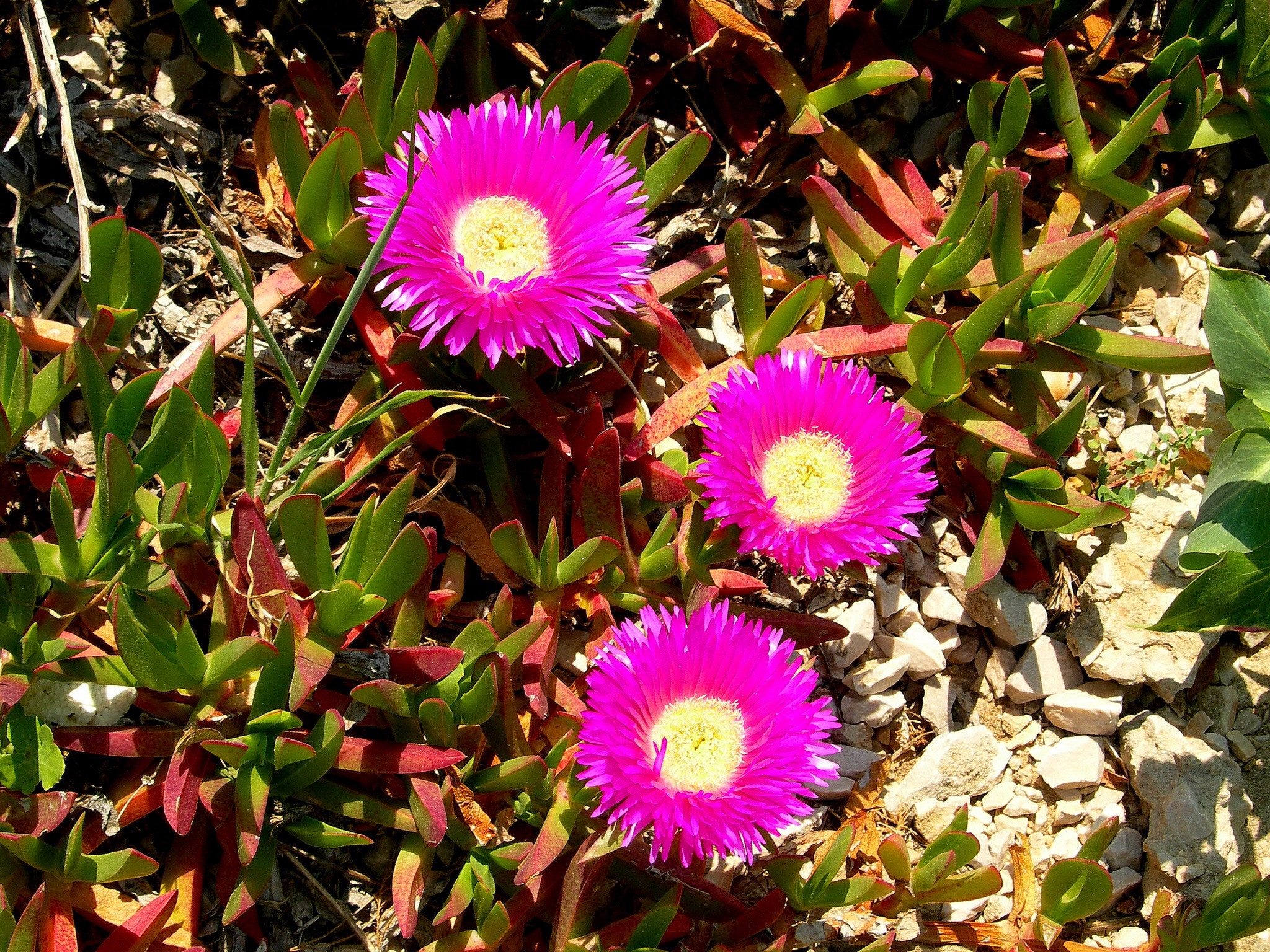 Nikon E7900 sample photo. La flore des calanques photography