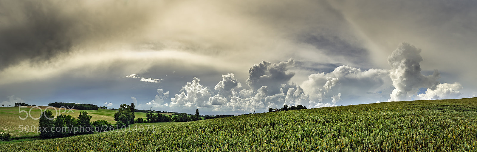 Nikon D7200 sample photo. Wheatfield panorama. photography