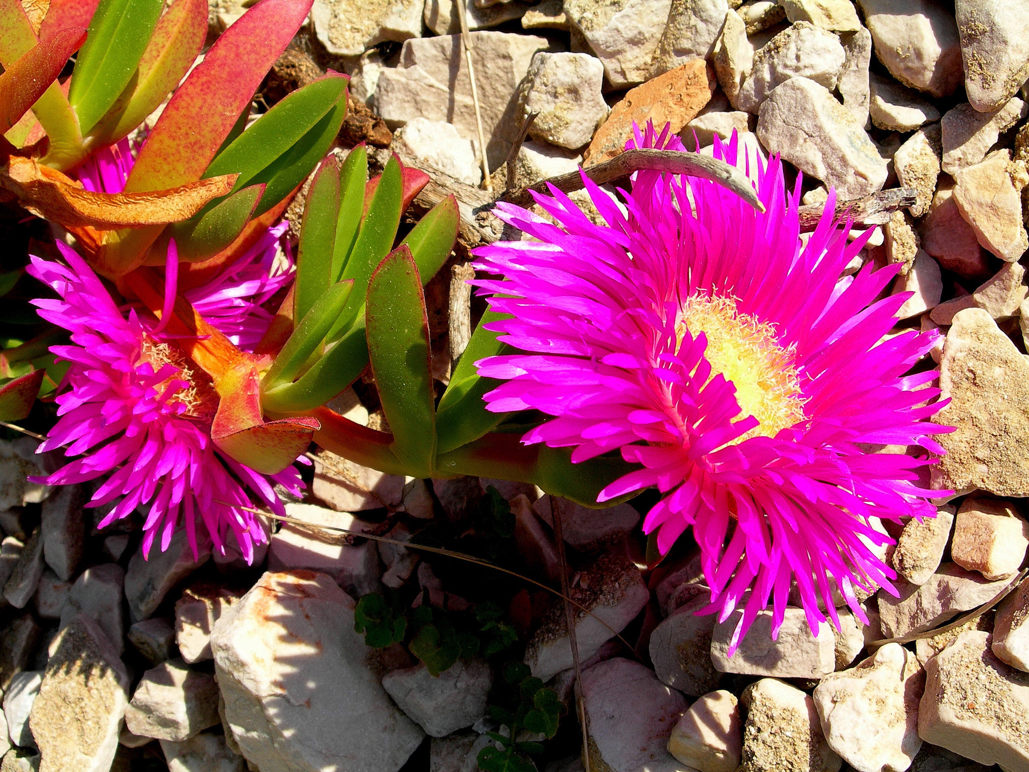 Nikon E7900 sample photo. La flore des calanques photography