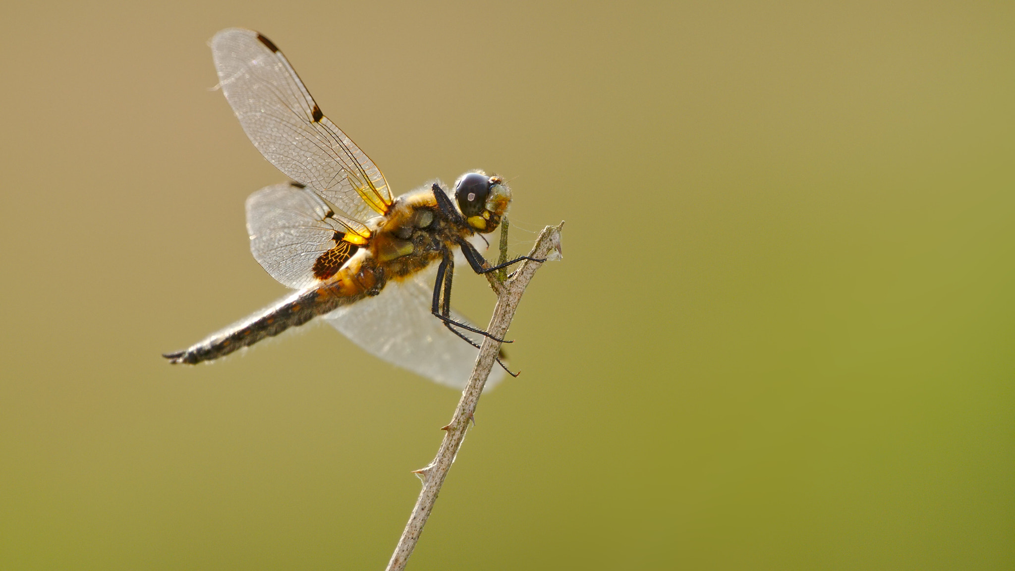 Canon EOS 7D sample photo. Four-spotted chaser photography