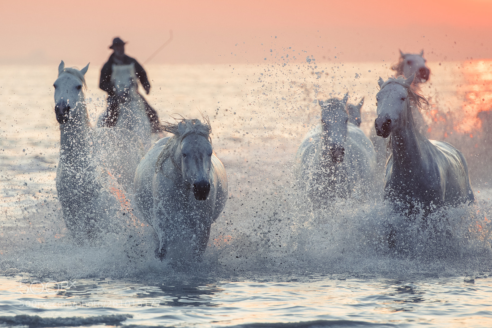 Nikon D850 sample photo. Horses 2 photography