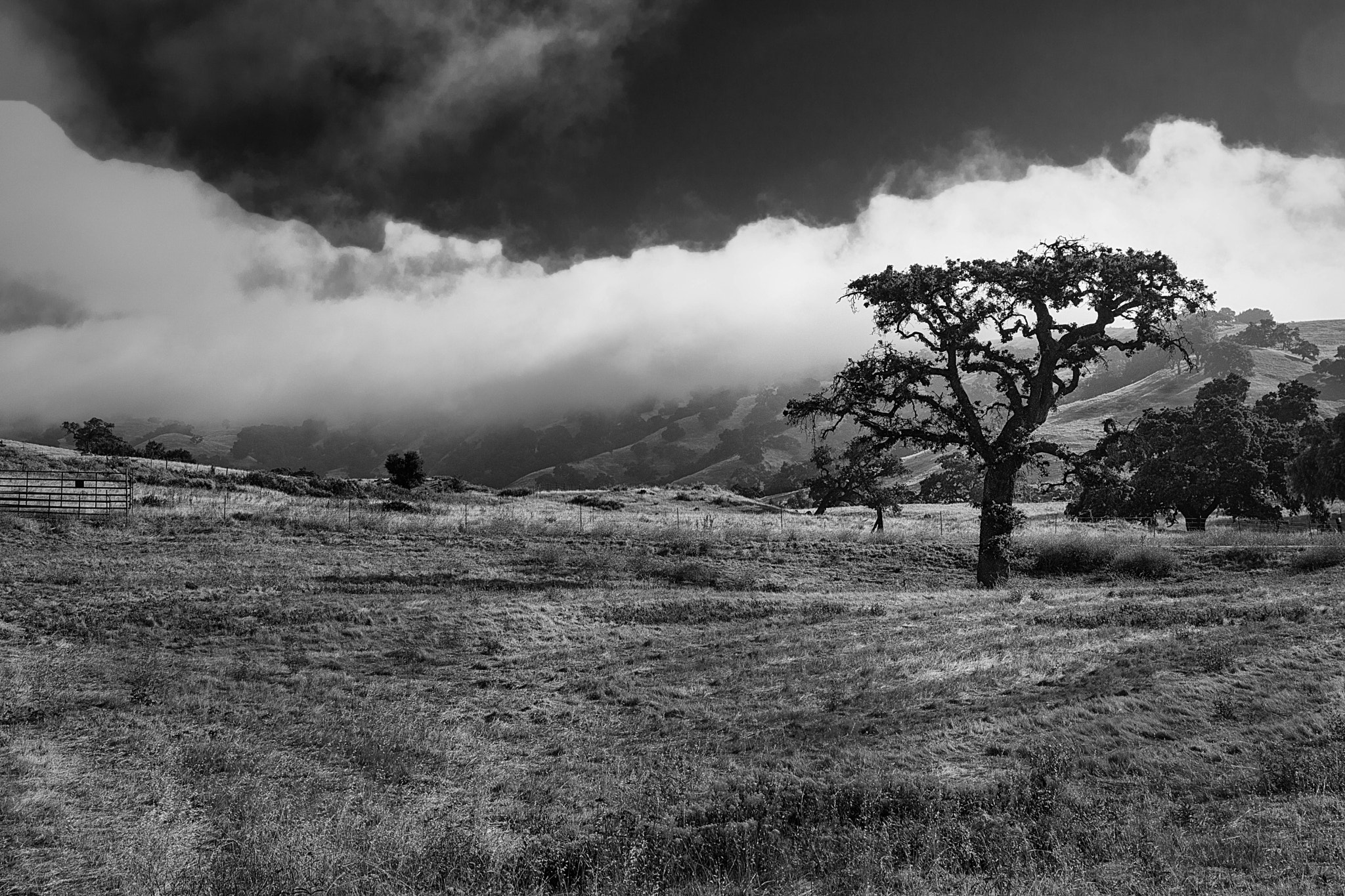 Canon EOS 760D (EOS Rebel T6s / EOS 8000D) sample photo. Oak in the clouds photography