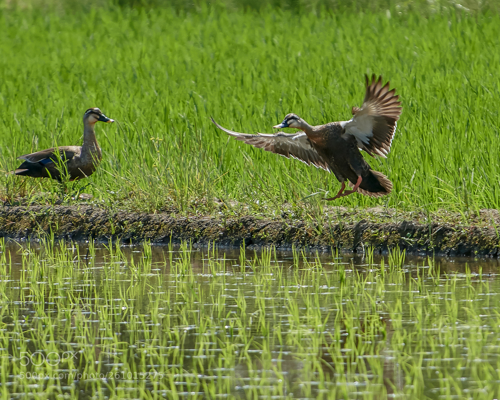 Nikon D500 sample photo. Good morning! photography