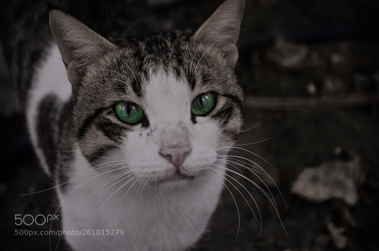 Nikon D5100 sample photo. Dem eyes ❤️ photography