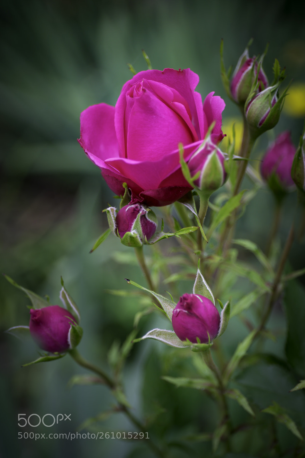 Canon EOS 6D Mark II sample photo. Rose violette photography