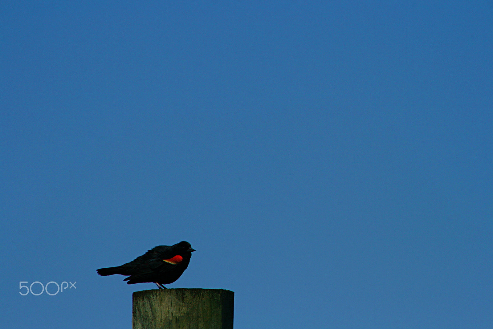 Canon EF 75-300mm f/4-5.6 sample photo. Red wing photography