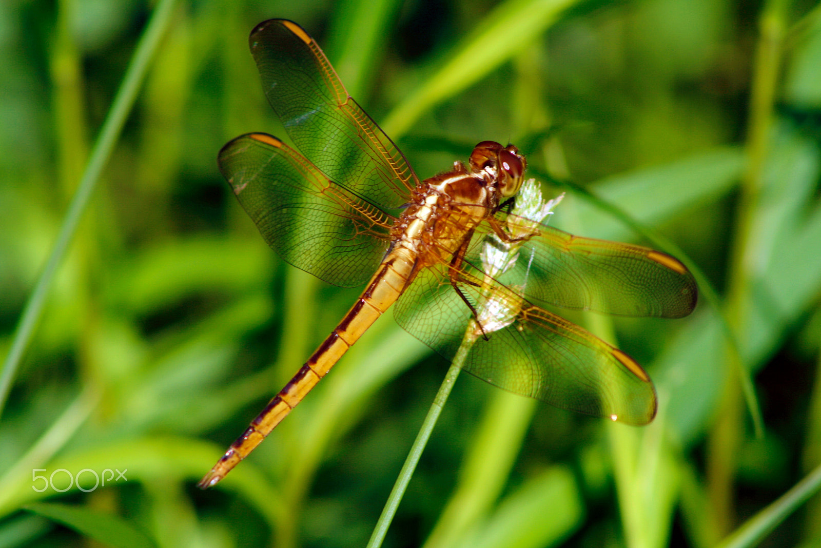 Canon EF 75-300mm f/4-5.6 sample photo. Dragon fly photography