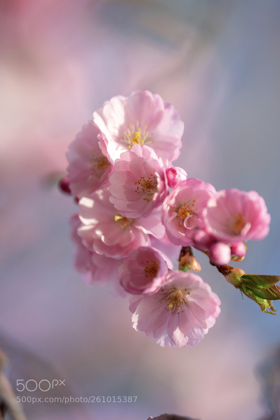Nikon D7100 sample photo. Cherry bokeh photography