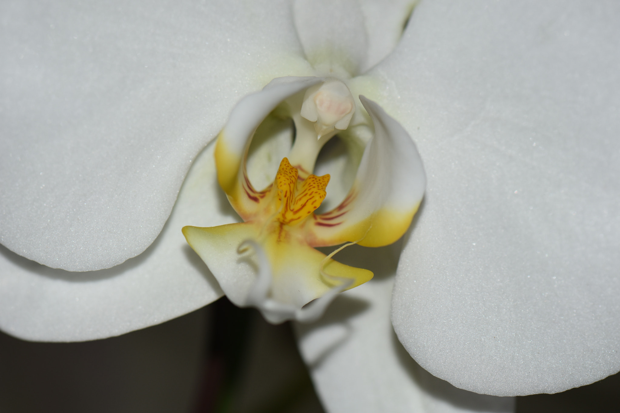 Nikon D7200 + Nikon AF-S Micro-Nikkor 105mm F2.8G IF-ED VR sample photo. White orchid photography