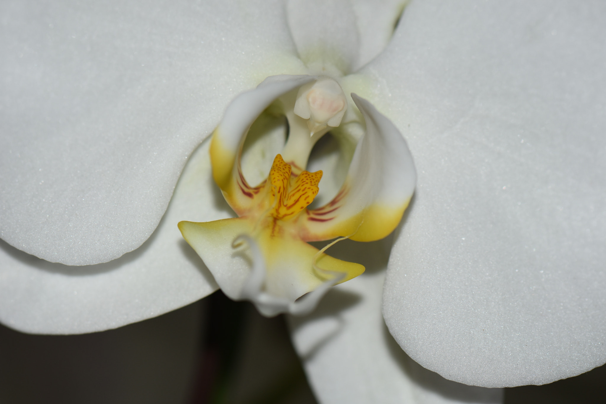 Nikon AF-S Micro-Nikkor 105mm F2.8G IF-ED VR sample photo. White orchid photography