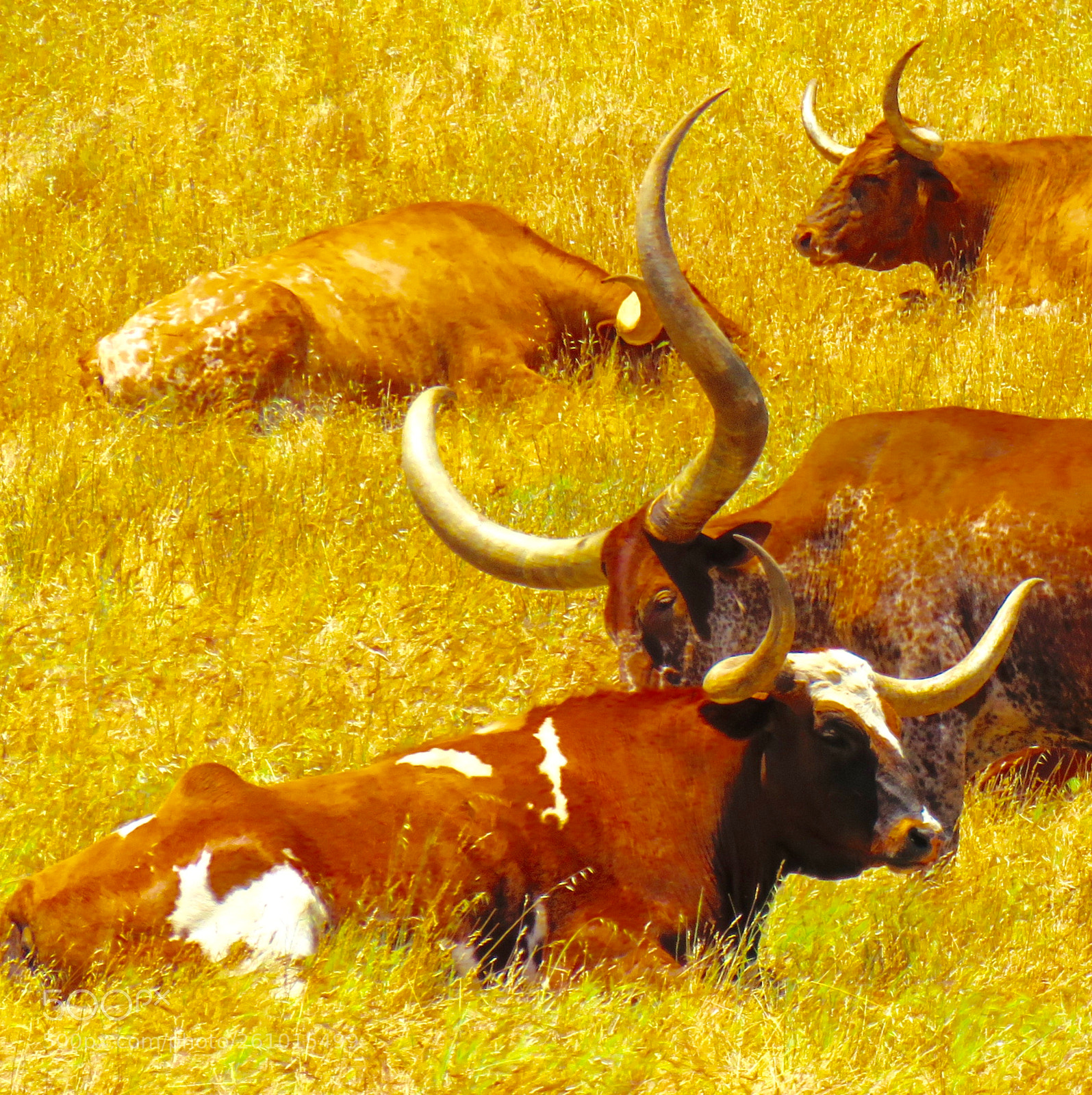 Canon PowerShot SX60 HS sample photo. Longhorns at rest photography
