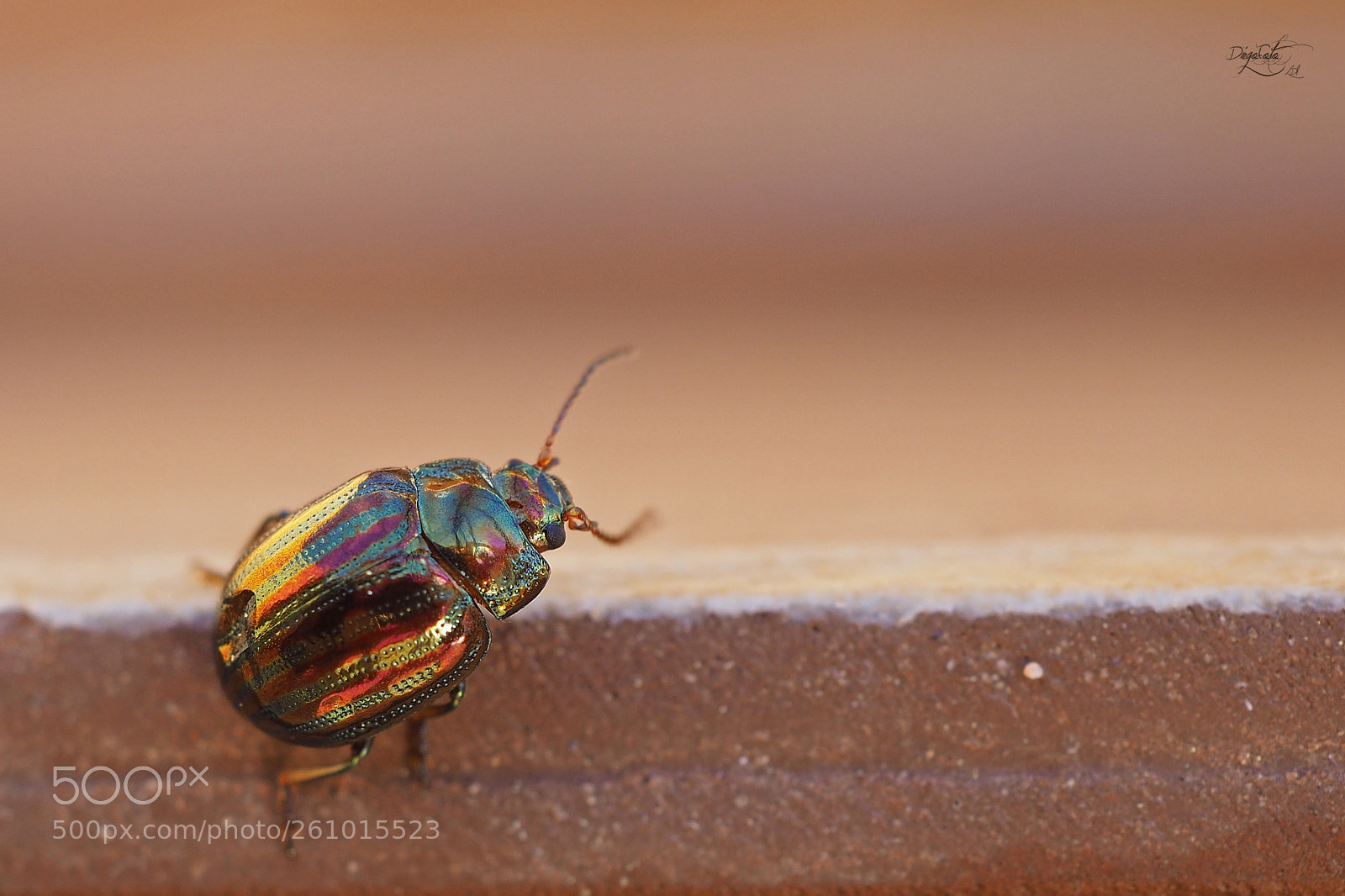 Olympus OM-D E-M10 II sample photo. Escarabajo del romero, chrysolina photography