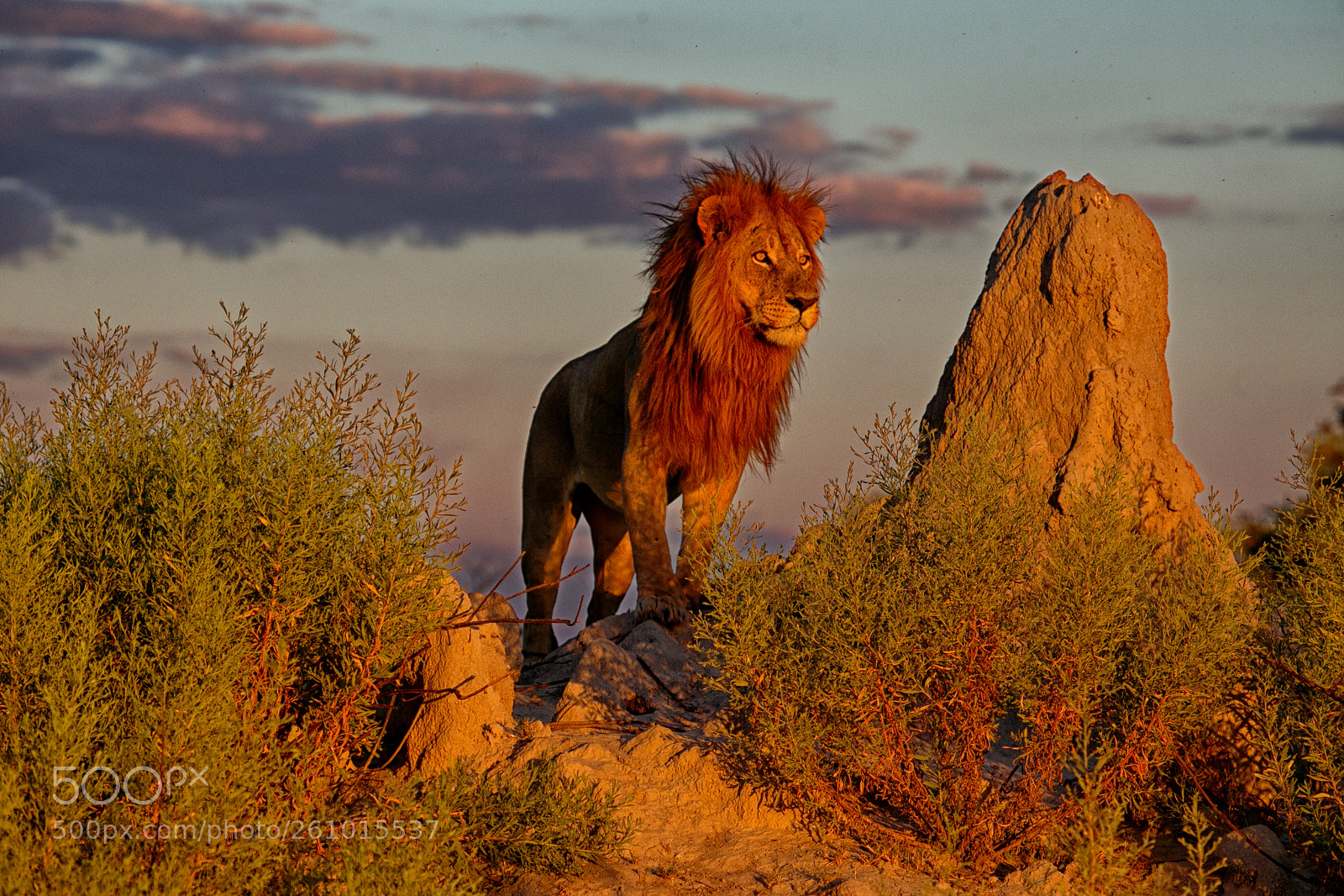 Canon EOS 6D sample photo. Lion, the king photography