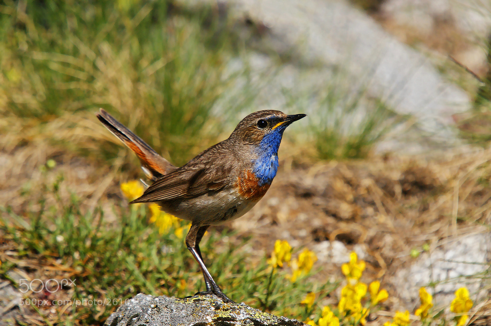 Sony Alpha DSLR-A350 sample photo. Portrait of bluethroat luscinia photography