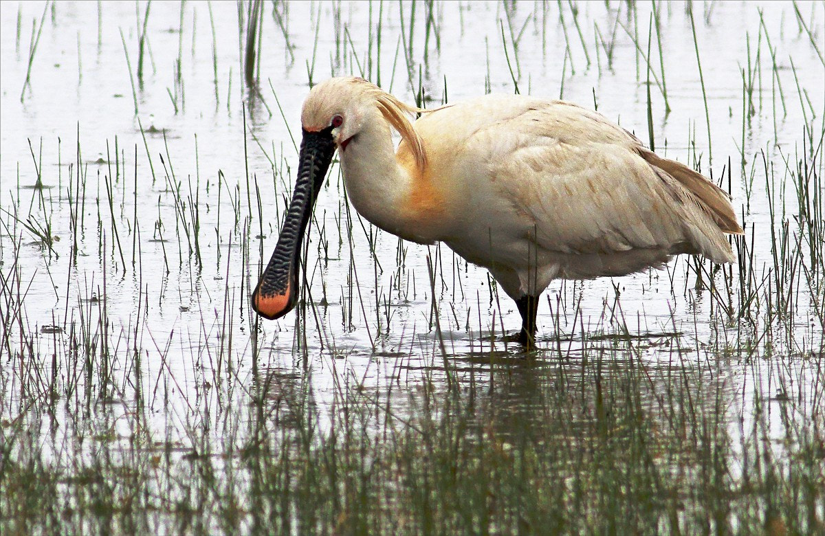 Canon EF 400mm F5.6L USM sample photo. Spoonbill photography