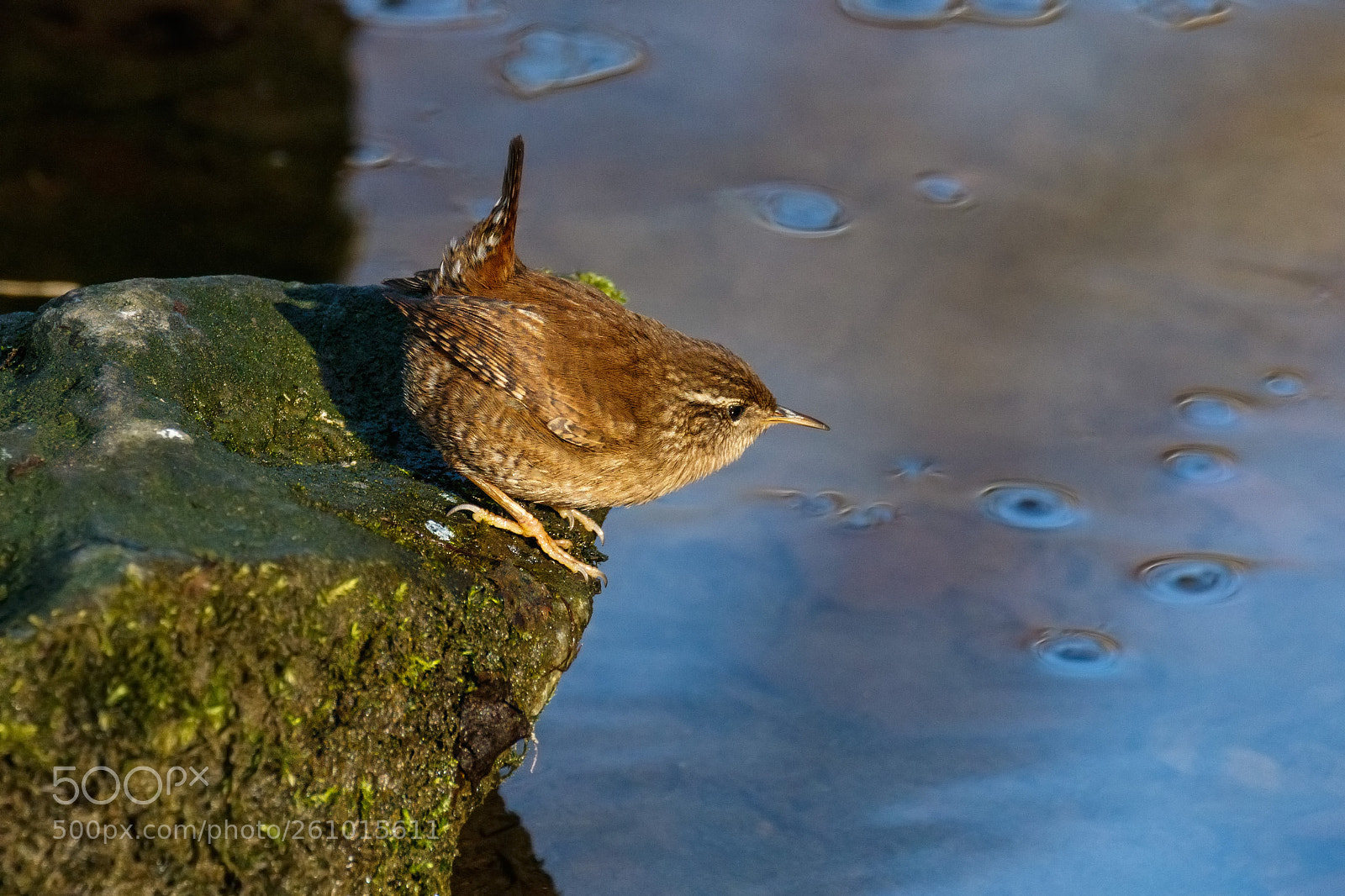 Canon EOS 7D Mark II sample photo. Wren (***) photography