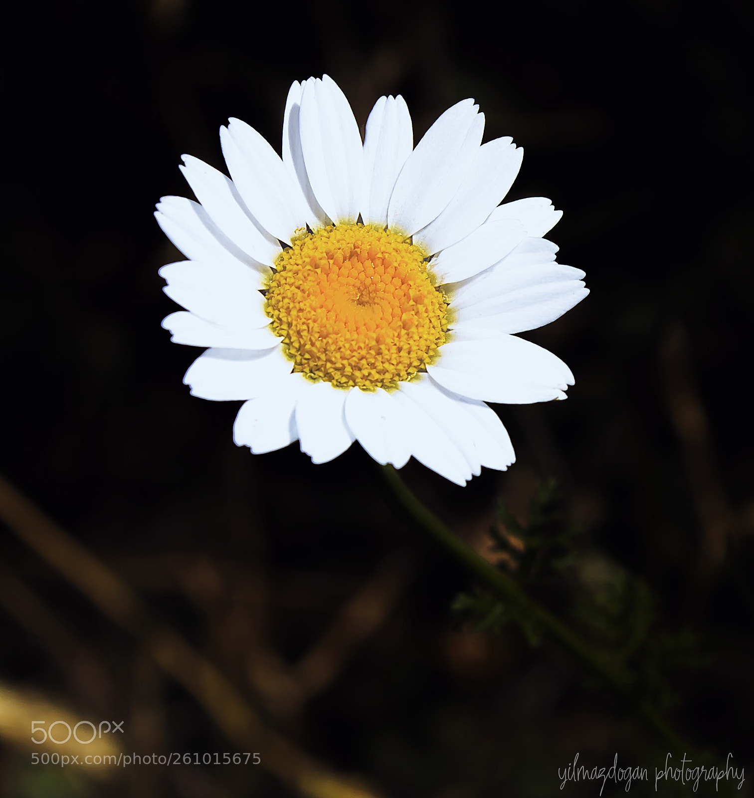 Canon EOS 750D (EOS Rebel T6i / EOS Kiss X8i) sample photo. White daisy photography