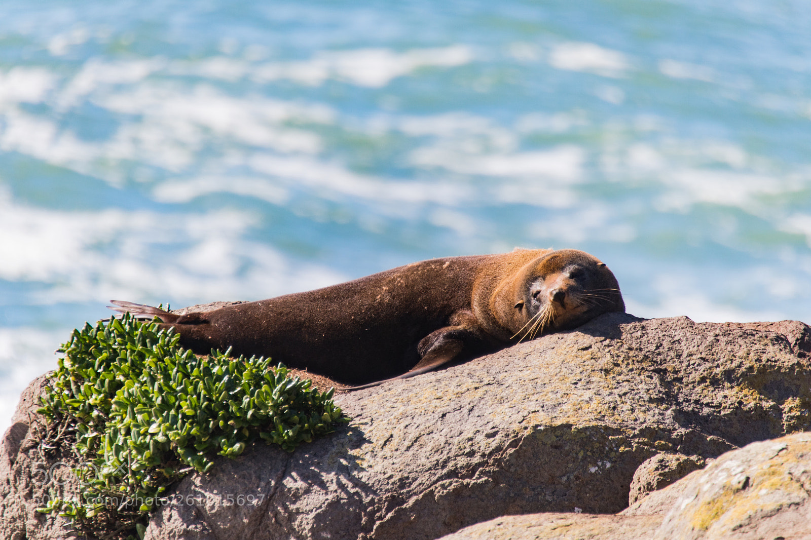 Canon EOS 760D (EOS Rebel T6s / EOS 8000D) sample photo. Sleeping seal photography