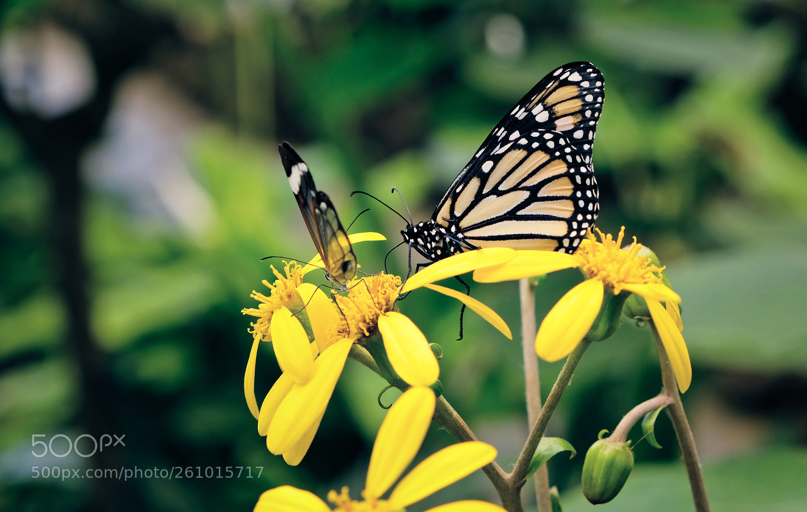 Fujifilm X-T20 sample photo. Butterflies photography