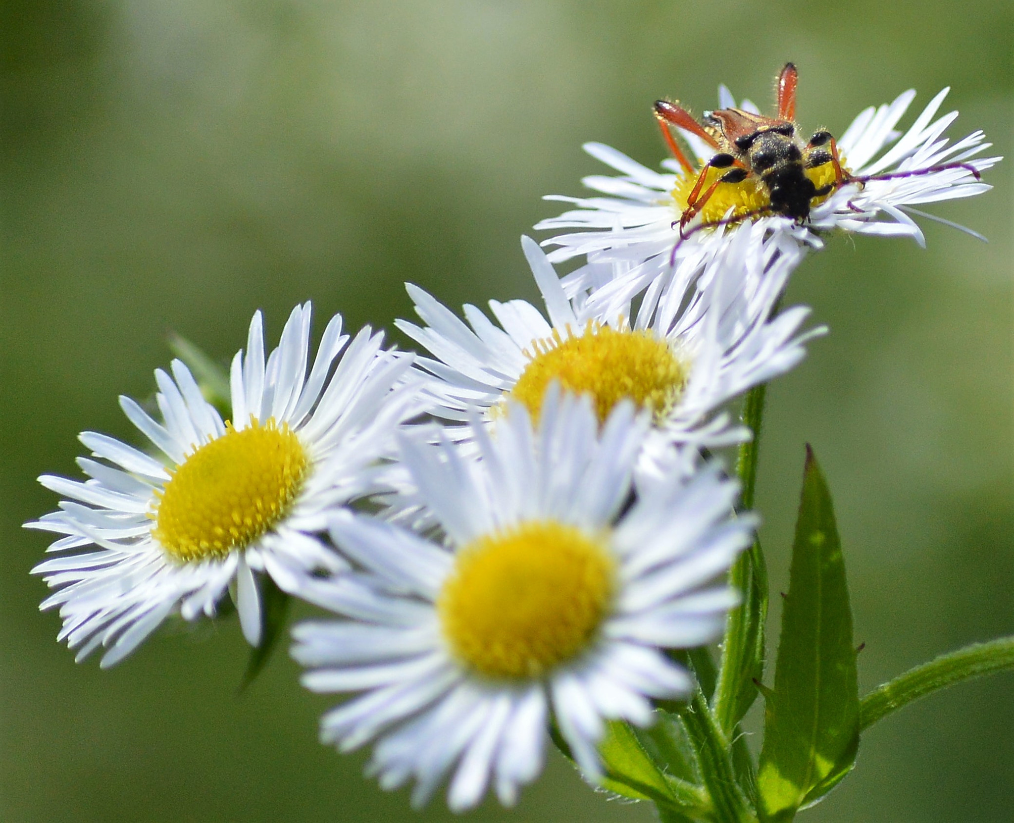 Nikon D3200 sample photo