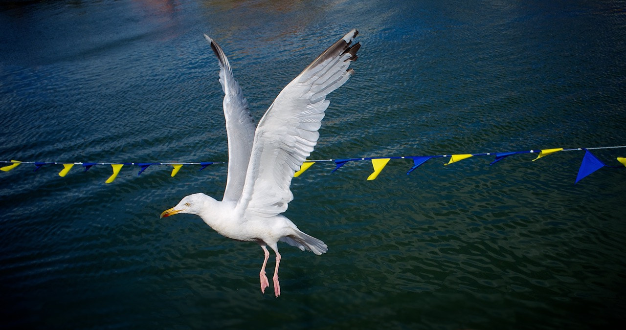 Fujifilm FinePix X100 sample photo. Seagull photography