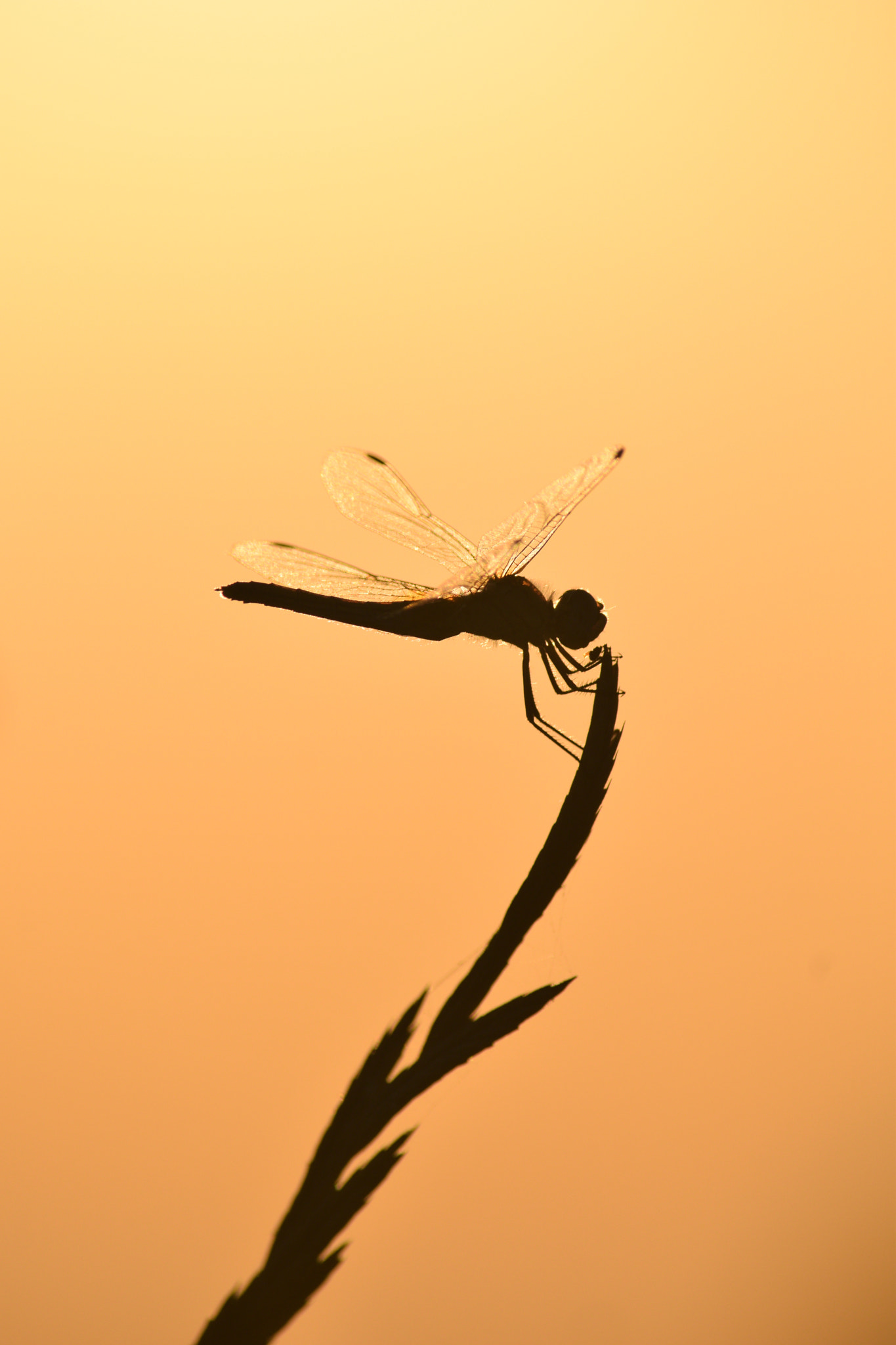 Nikon D3300 sample photo. Dragonly in the sunset photography