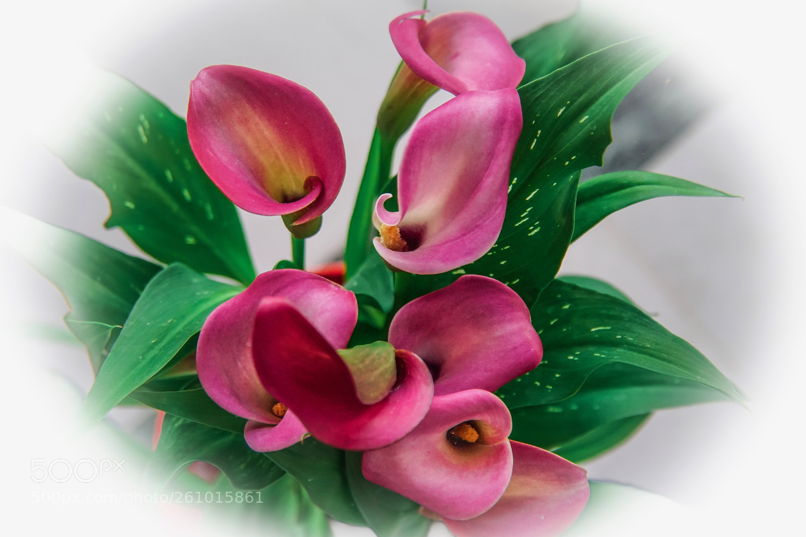 Sony a6500 sample photo. Red calla lilies photography