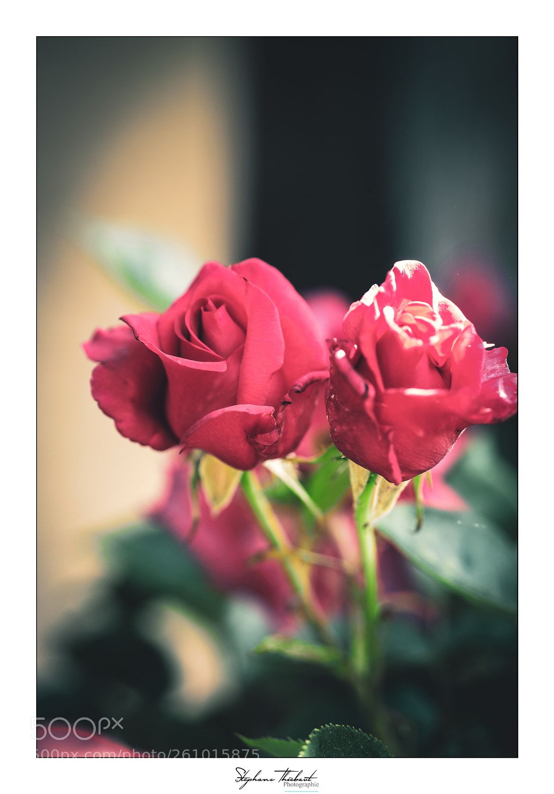 Fujifilm X-T2 sample photo. Rosier du val photography