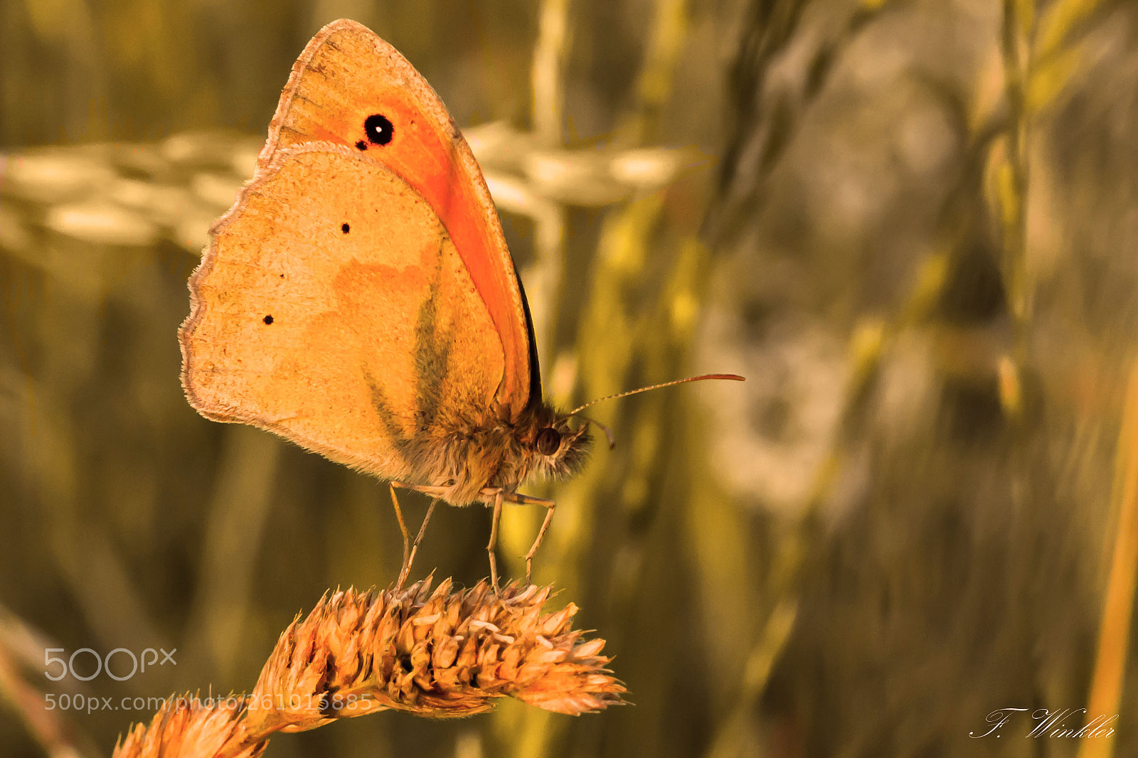 Canon EOS 600D (Rebel EOS T3i / EOS Kiss X5) sample photo. Andreas pospisil photography