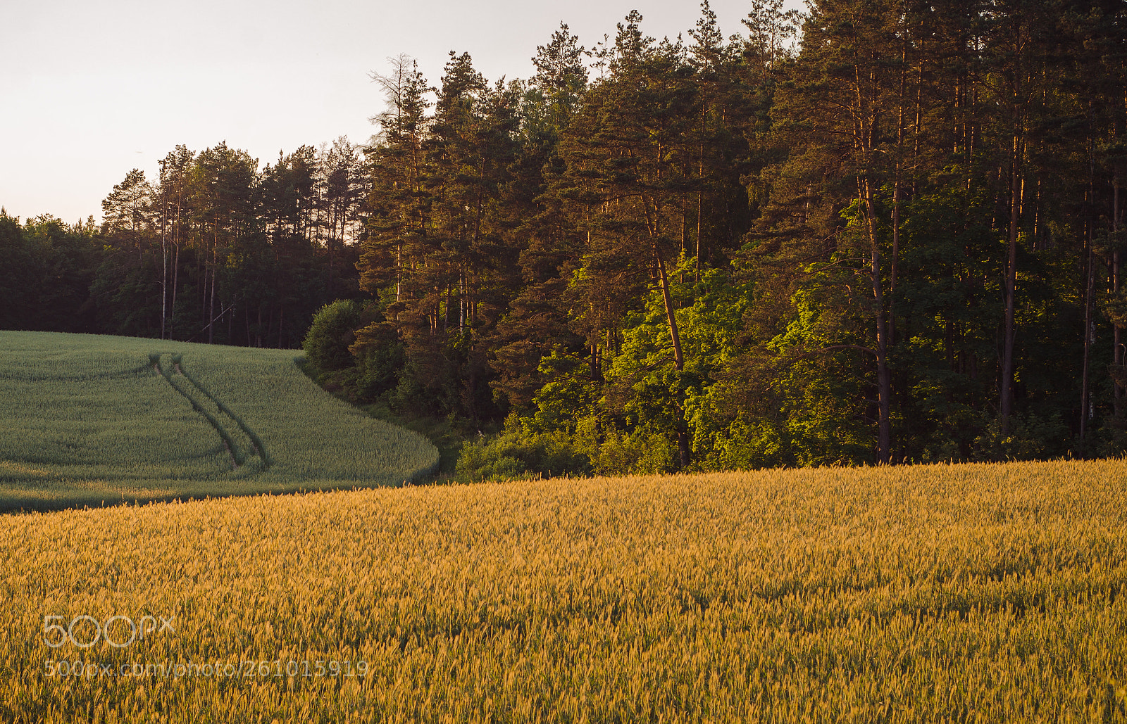 Nikon D7000 sample photo. Forest & fields photography