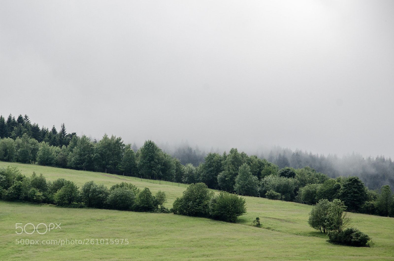 Nikon D7000 sample photo. Foggy forest photography