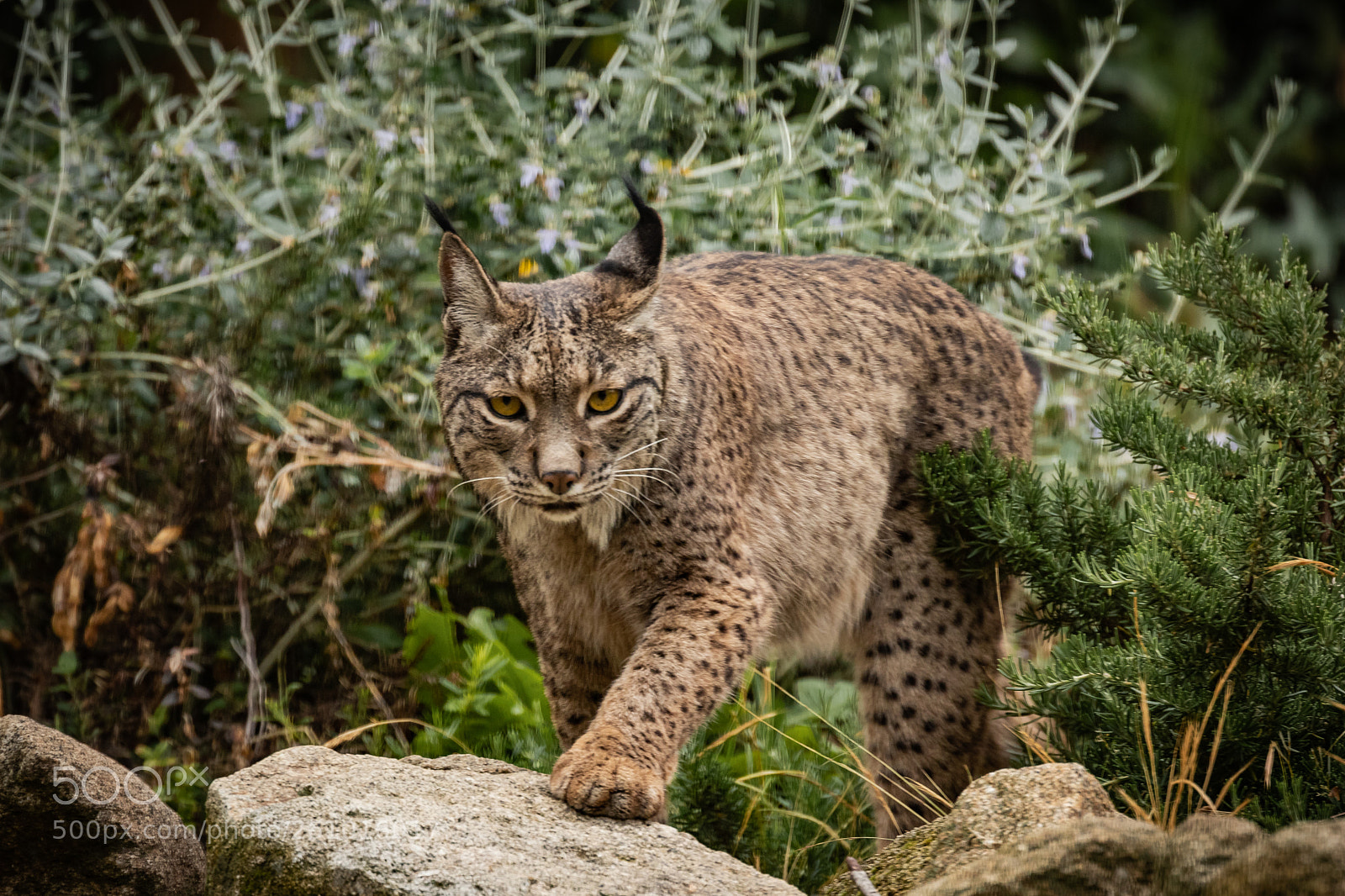 Canon EOS 80D sample photo. Iberian lynx portrait photography