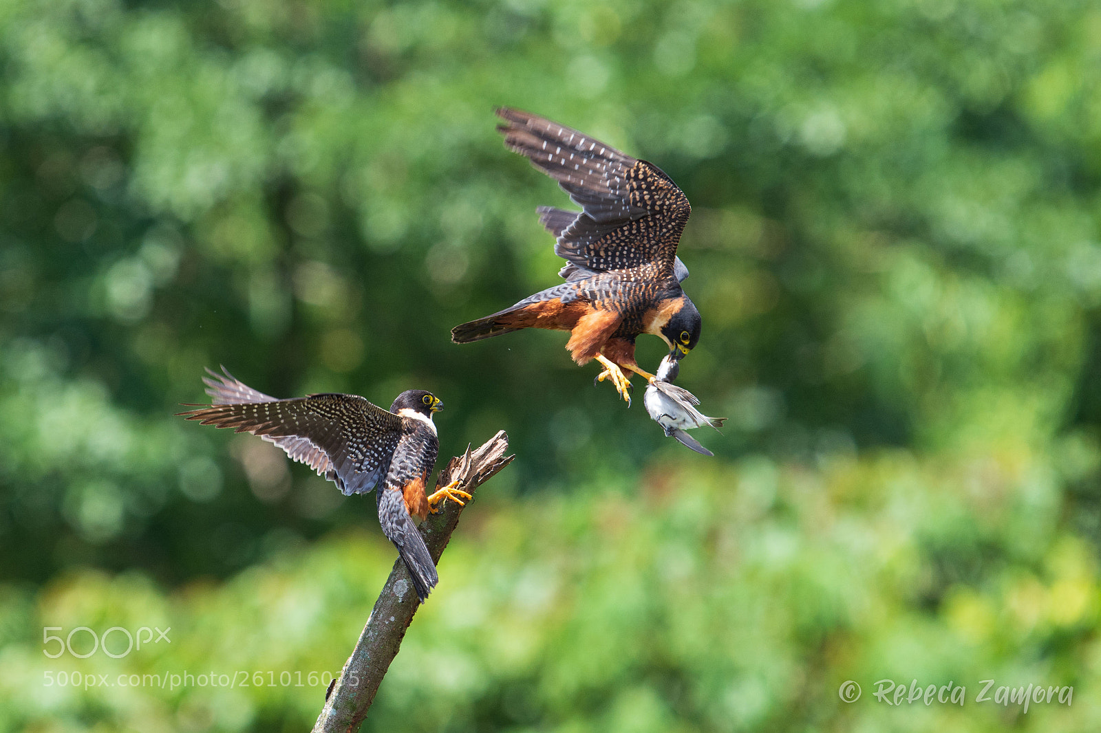 Nikon D7200 sample photo. Bat falcon feeding photography