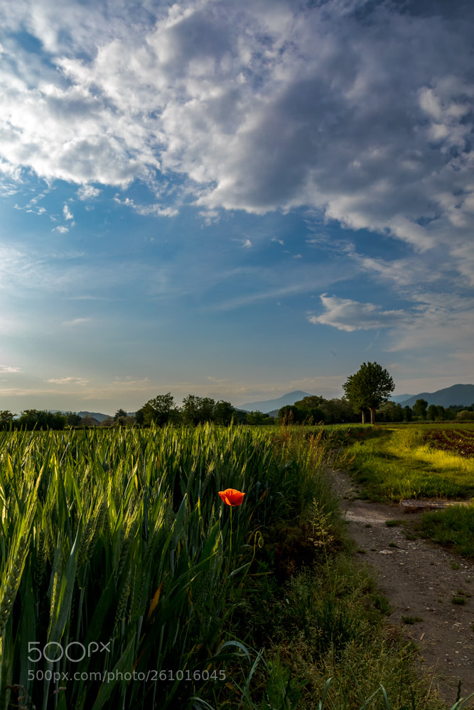 Canon EOS 6D sample photo. Il rosso photography