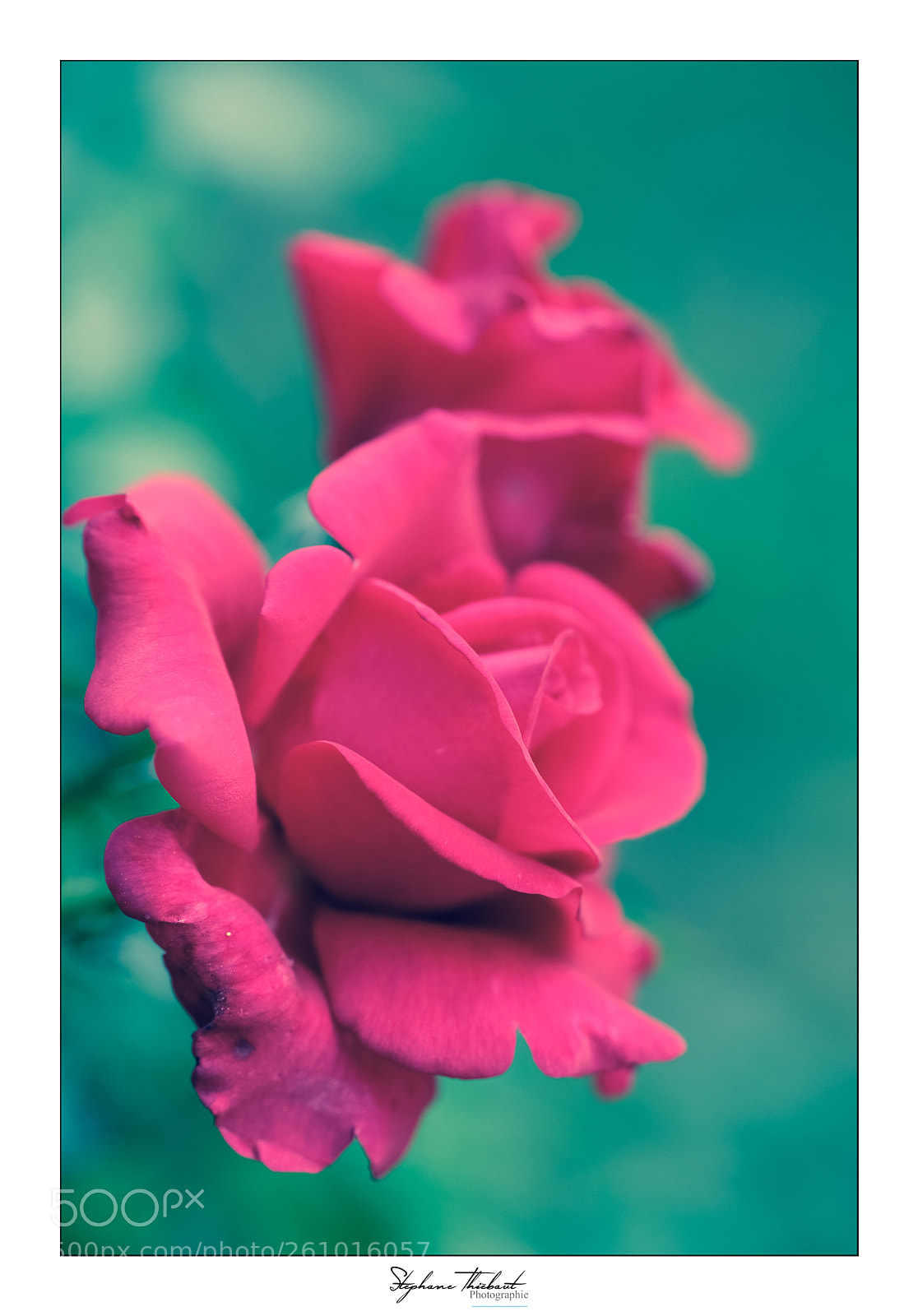 Fujifilm X-T2 sample photo. Roses du val photography