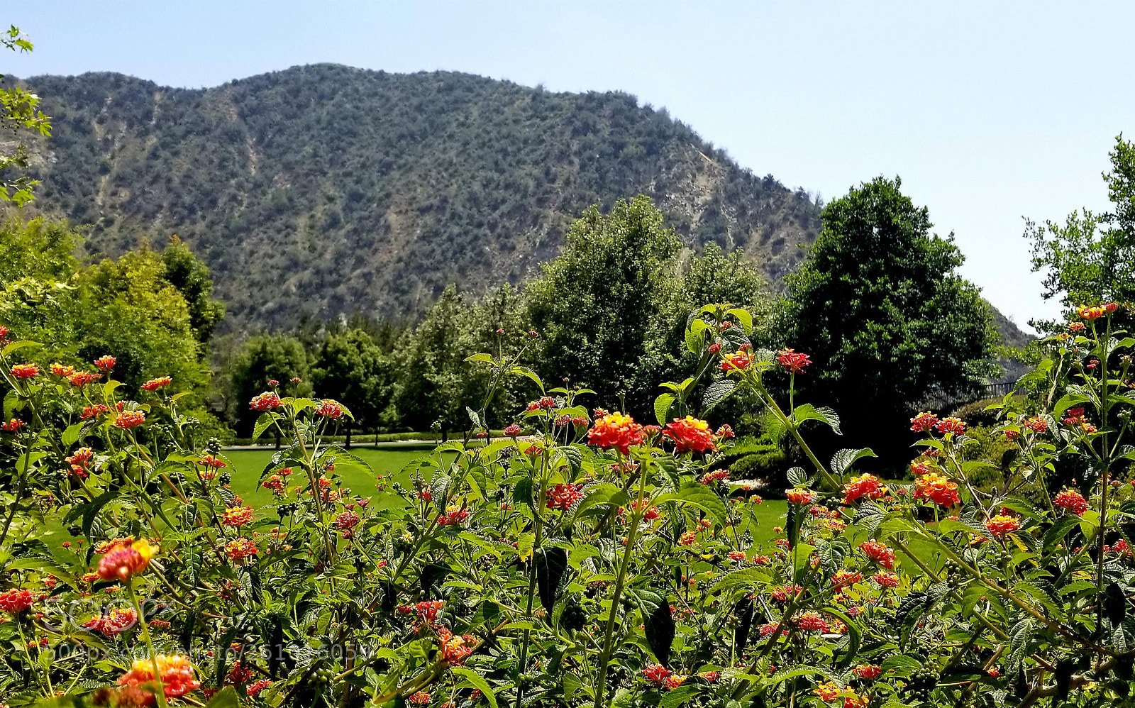 Samsung Galaxy S8+ sample photo. Summer sunshine photography