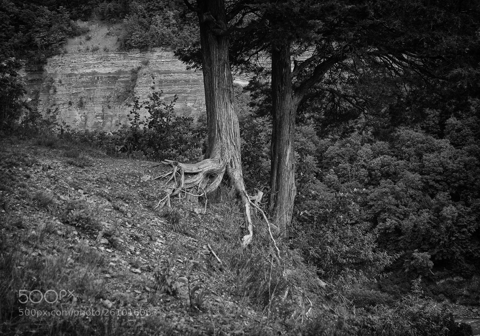 Nikon D40 sample photo. Roots photography