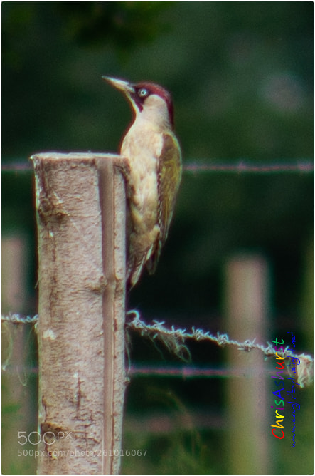 Nikon D7100 sample photo. Pulborough brooks rspb photography